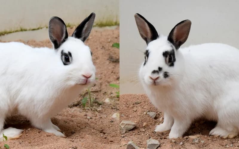 Gwendolyn und Glöckchen, female 3yo Mixed Breed for adoption at Tierheim Feucht, Feucht
