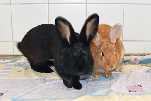 Hazel und Anton, male young Mixed Breed for adoption at Tierheim Feucht, Feucht