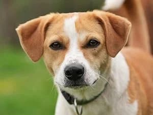 Jonny, male Mixed Breed for adoption at Tierheim Feucht, Feucht