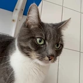 Luka, male Mixed Breed for adoption at Tierheim Feucht, Feucht