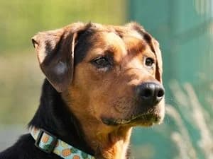 Milka, female Mixed Breed for adoption at Tierheim Feucht, Feucht