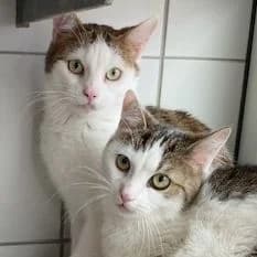 Nobby +, getigert female Mixed Breed for adoption at Tierheim Feucht, Feucht