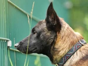 (Sergeant) Joe, Mixed Breed for adoption at Tierheim Feucht, Feucht