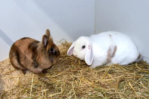 Suse und JonBoy, braun male Mixed Breed for adoption at Tierheim Feucht, Feucht