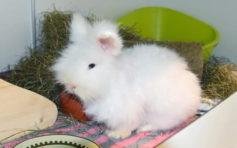 Winni und Wuschel, weiß male Mixed Breed for adoption at Tierheim Feucht, Feucht