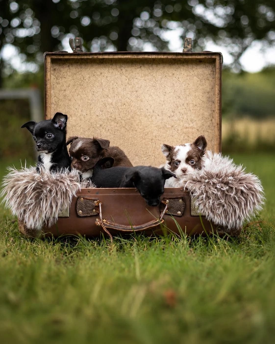 Batman, male puppy Mixed Breed for adoption at Tierheim Flensburg
