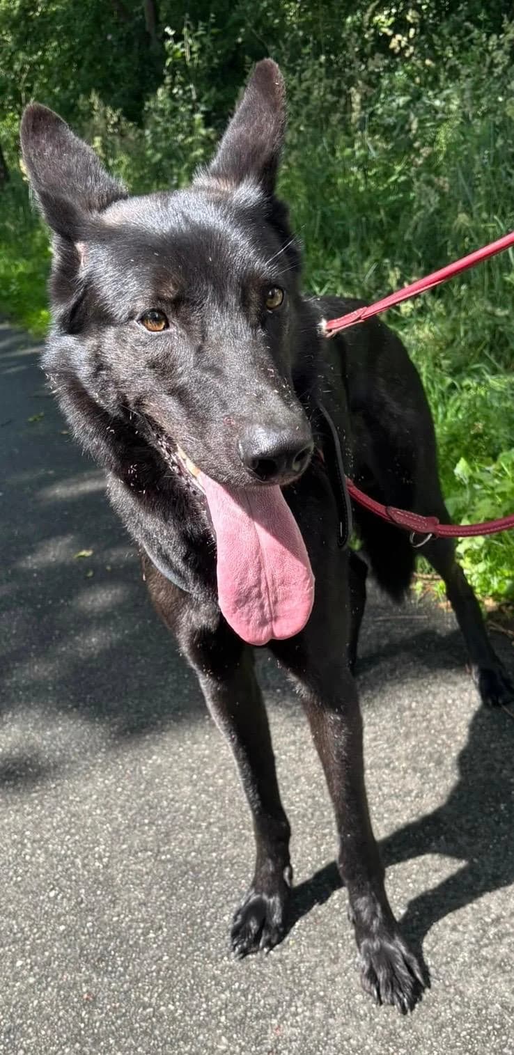 Fenton, male 5yo Mixed Breed for adoption at Tierheim Flensburg