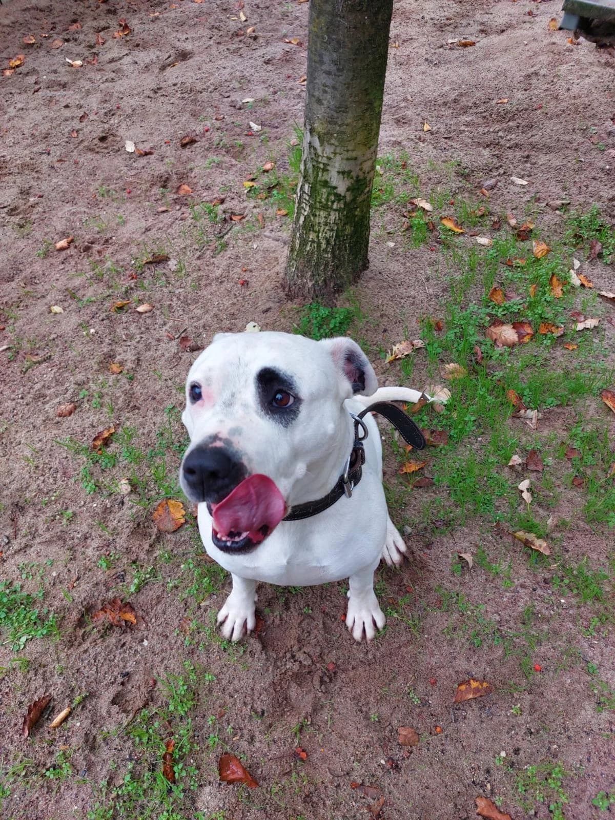 Fergie, female 6yo Mixed Breed for adoption at Tierheim Flensburg