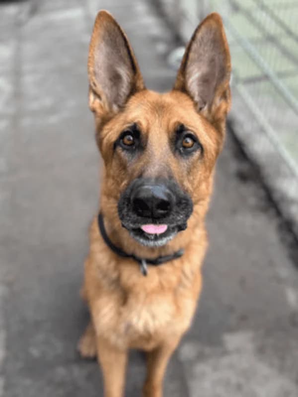 Otto, male 5yo Mixed Breed for adoption at Tierheim Flensburg