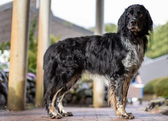Lucky, male senior Mixed Breed for adoption at Tierheim Flensburg