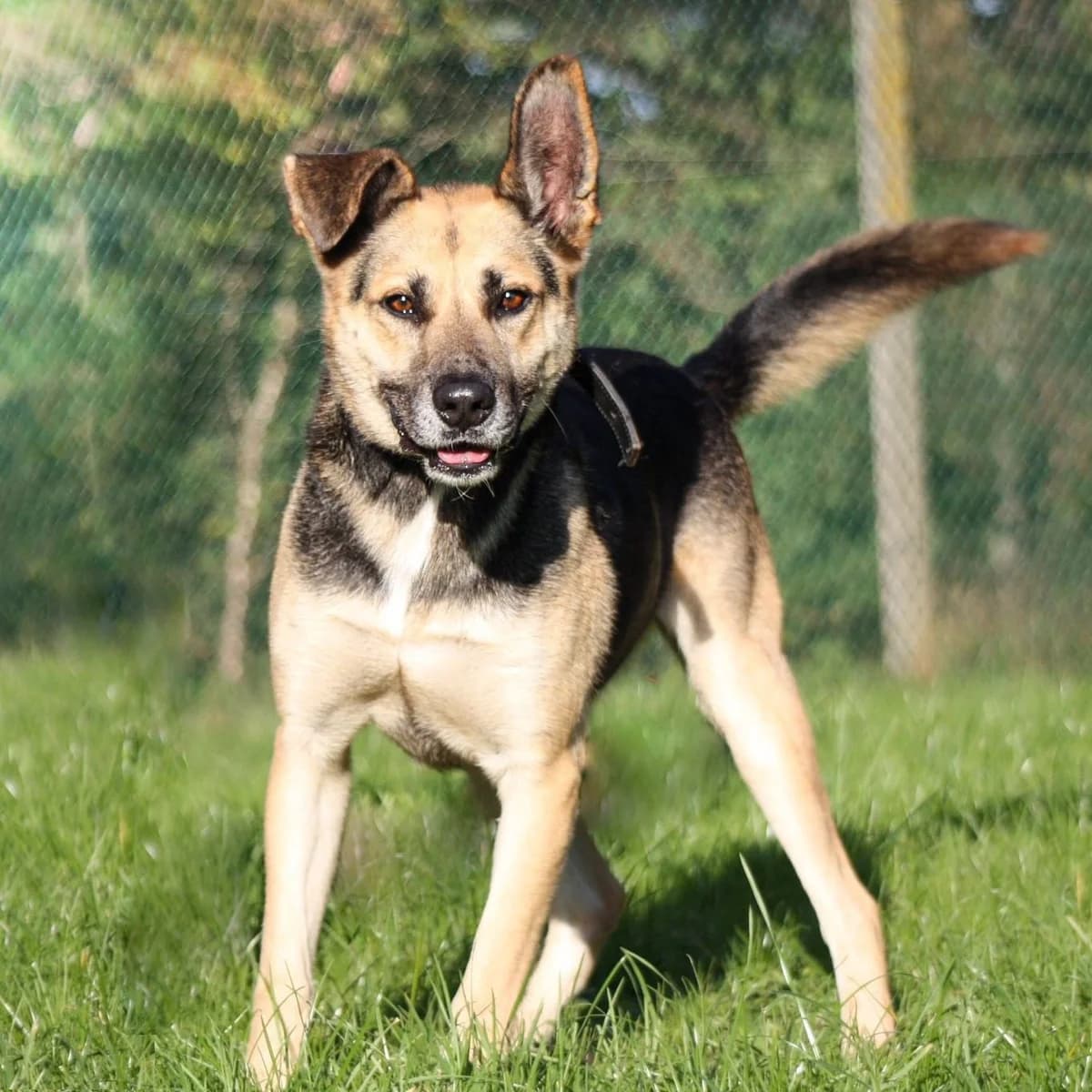 Charly, male senior Mixed Breed for adoption at Tierheim Flensburg