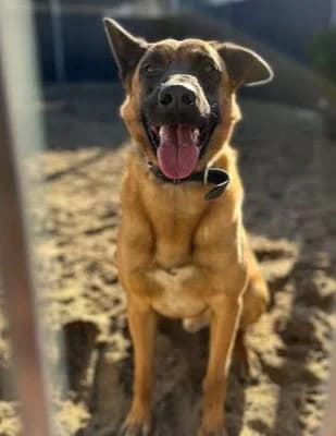 Freddy, male 5yo Mixed Breed for adoption at Tierheim Flensburg