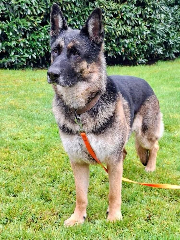 Pascha, male Mixed Breed for adoption at Tierheim Flensburg