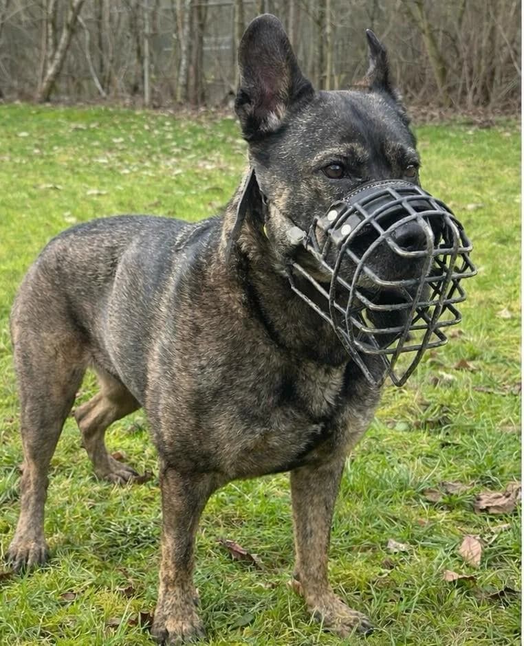Hope, female senior Mixed Breed for adoption at Tierheim Flensburg