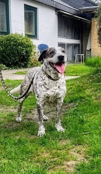 Luna, female 5yo Mixed Breed for adoption at Tierheim Flensburg