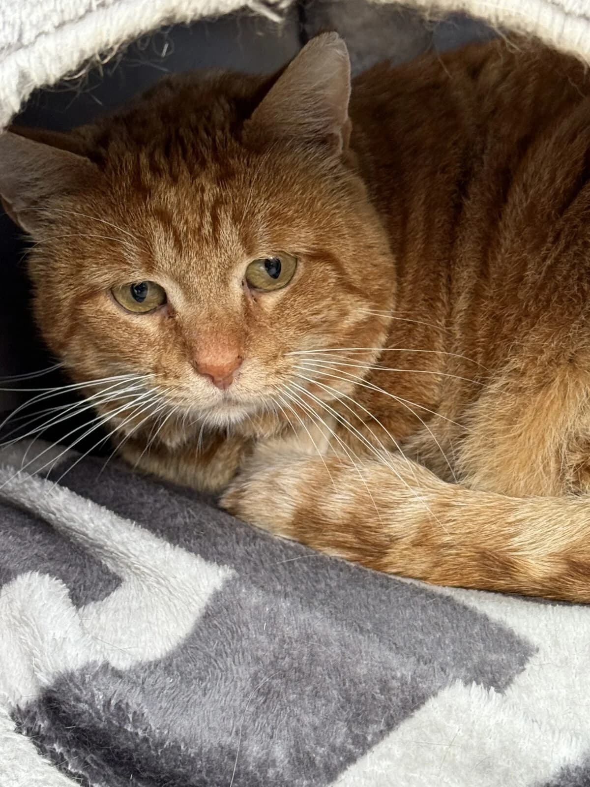 Luigi, male Mixed Breed for adoption at Tierheim Flensburg