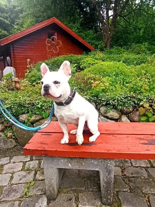 Borsti sucht ein neues Zuhause, male 4yo Mixed Breed for adoption at Tierheim Flensburg
