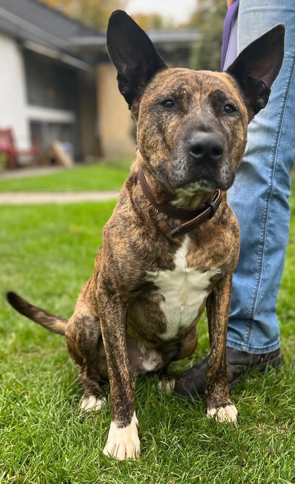 Caesar sucht ein neues Zuhause, male 6yo Mixed Breed for adoption at Tierheim Flensburg
