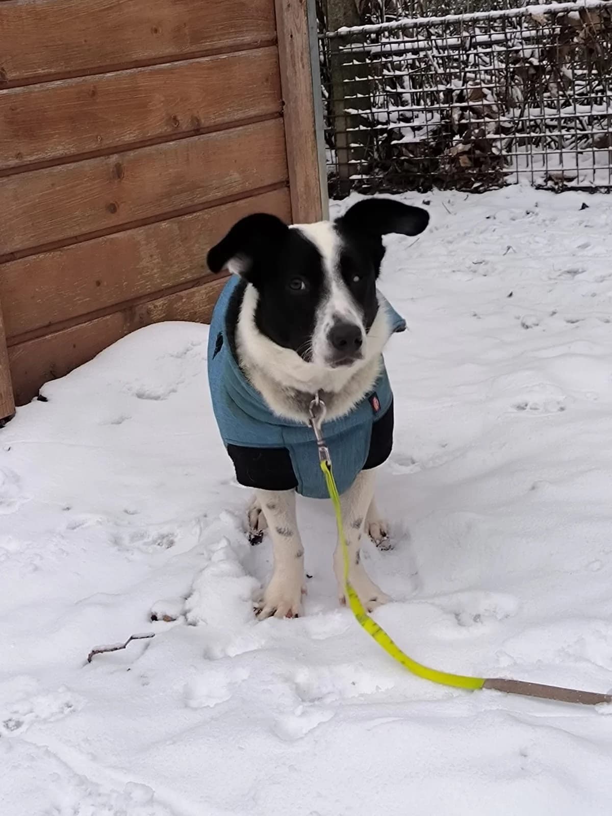 🐾 Jolly sucht ein ruhiges, erfahrenes Zuhause, female Mixed Breed for adoption at Tierheim Flensburg