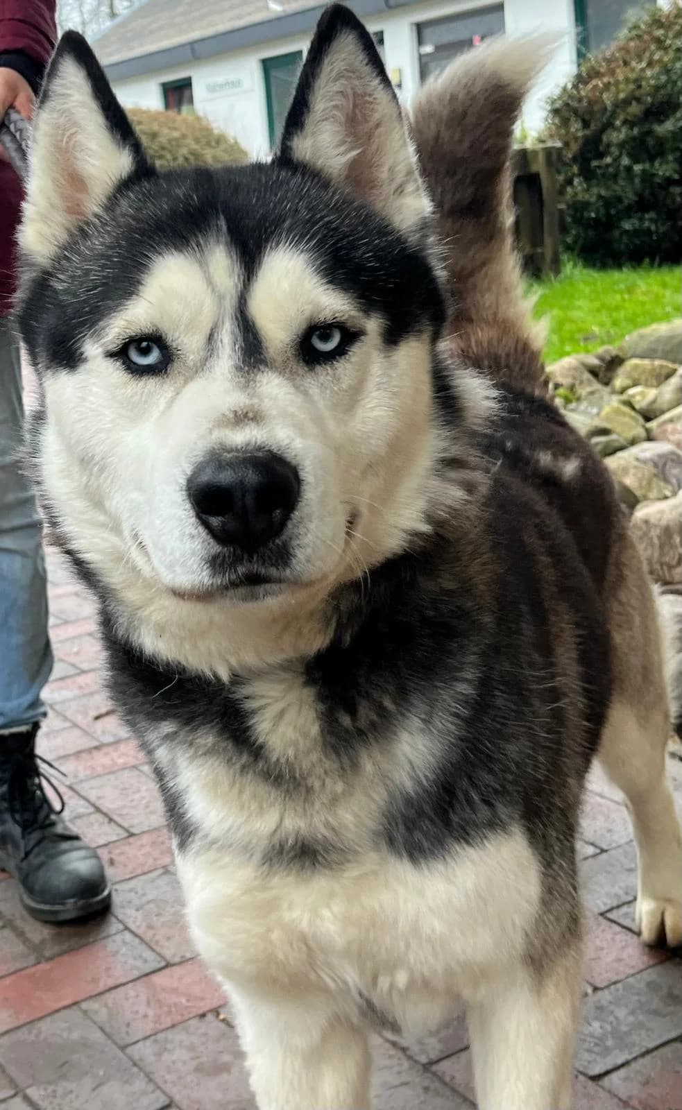 Rick – charakterstarker Husky sucht erfahrenes Zuhause, male Mixed Breed for adoption at Tierheim Flensburg