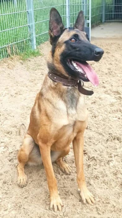 Thanos sucht ein sportliches Zuhause, male puppy Mixed Breed for adoption at Tierheim Flensburg