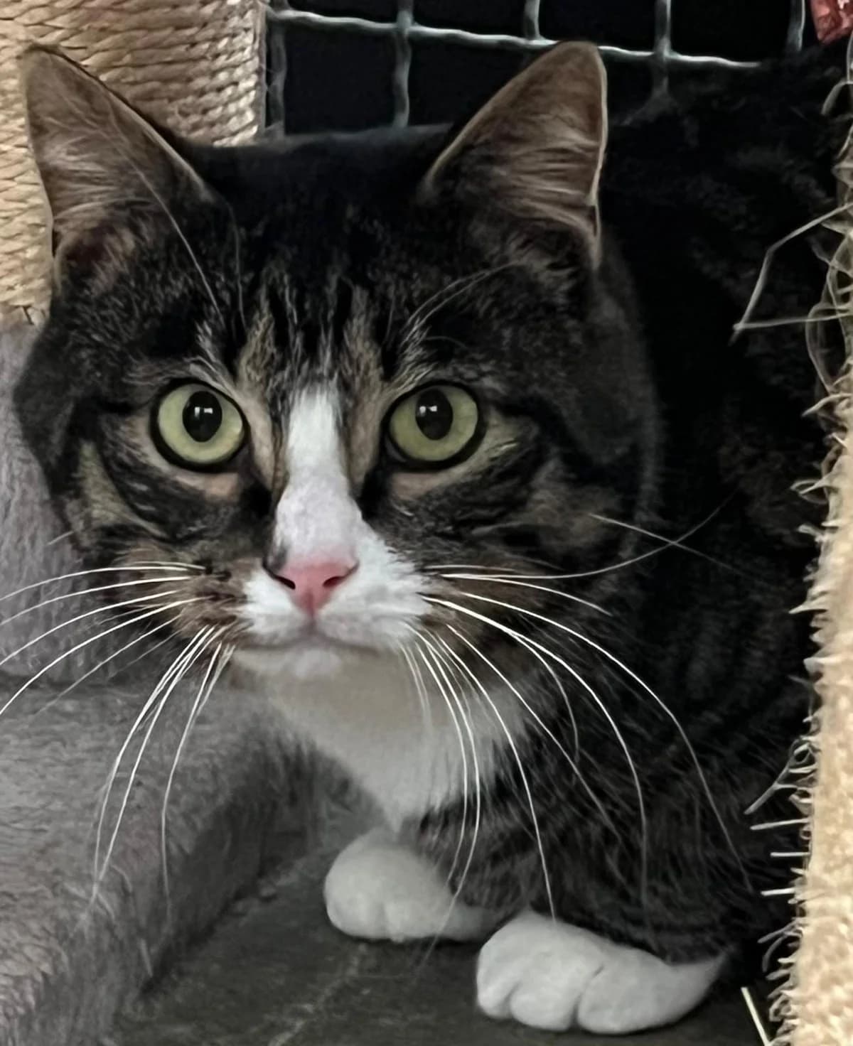 Alfred – Sehr scheuer Kater sucht ruhiges Zuhause mit Freigang, male puppy Mixed Breed for adoption at Tierheim Flensburg