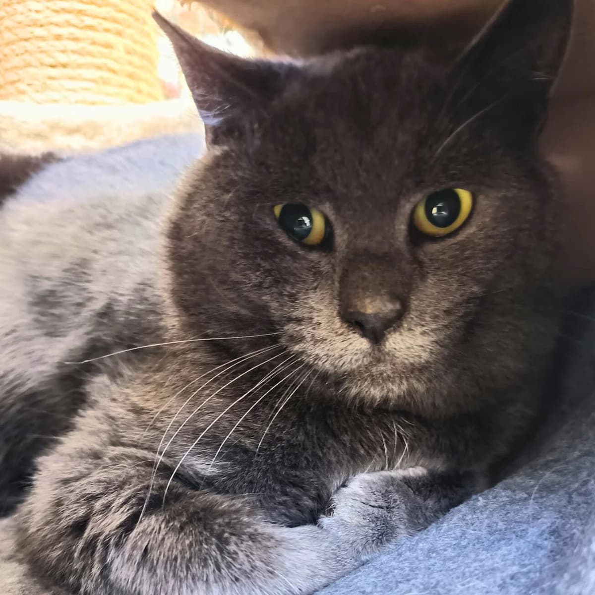 Banana Joe – lieber Fundkater sucht geduldiges Zuhause mit Freigang, male Mixed Breed for adoption at Tierheim Flensburg