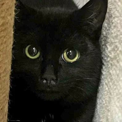 Flutsch – junger, scheuer Fundkater sucht ein verständnisvolles Zuhause, male puppy Mixed Breed for adoption at Tierheim Flensburg