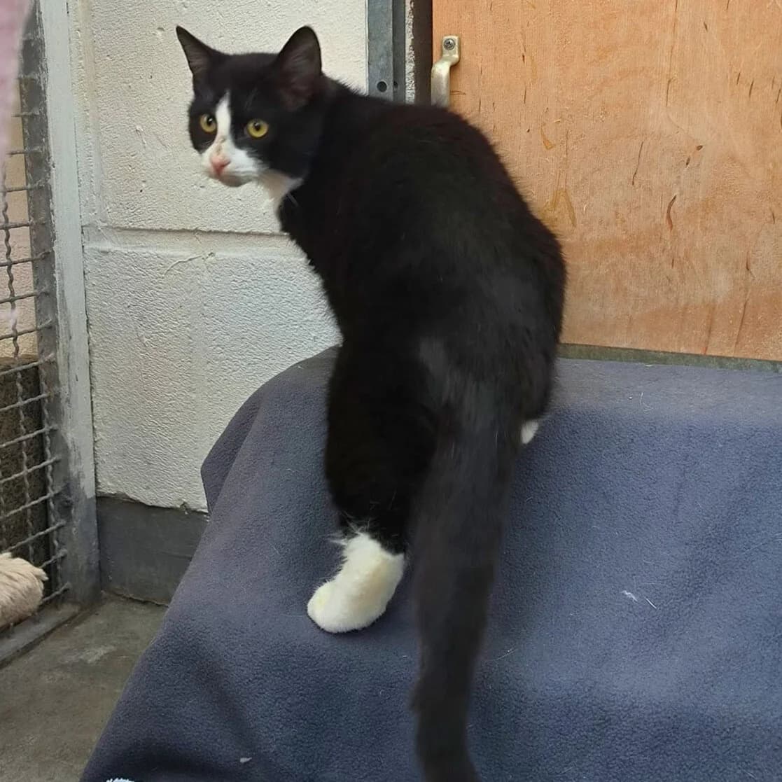 Krokodil – junger scheuer Kater sucht geduldiges Zuhause mit Freigang, male young Mixed Breed for adoption at Tierheim Flensburg