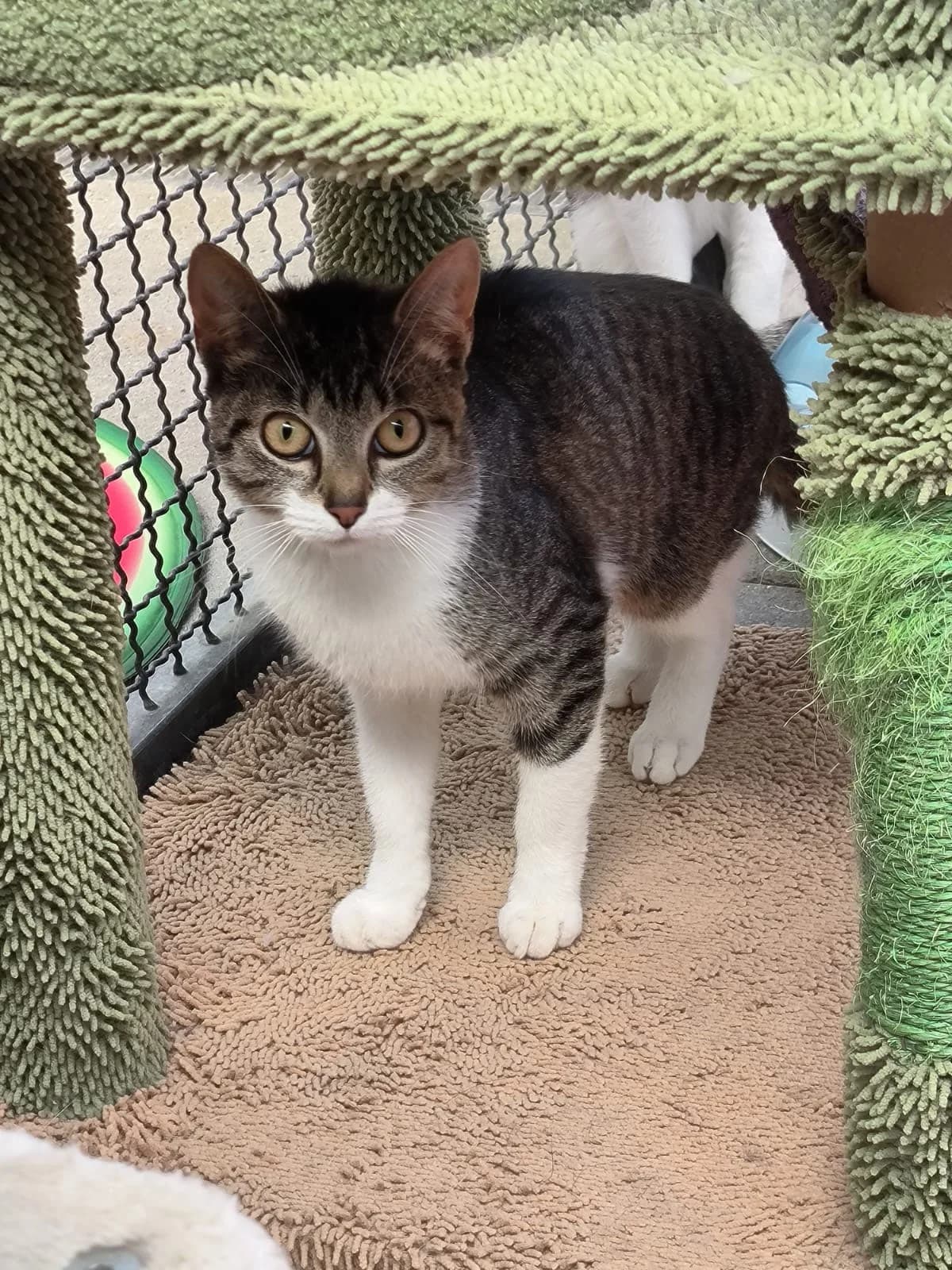 Svenja sucht ein neues Zuhause, female Mixed Breed for adoption at Tierheim Flensburg