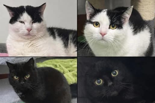 🐾 Titus & Eggi – Zwei besondere Kater suchen gemeinsam ihr Glück, male puppy Mixed Breed for adoption at Tierheim Flensburg