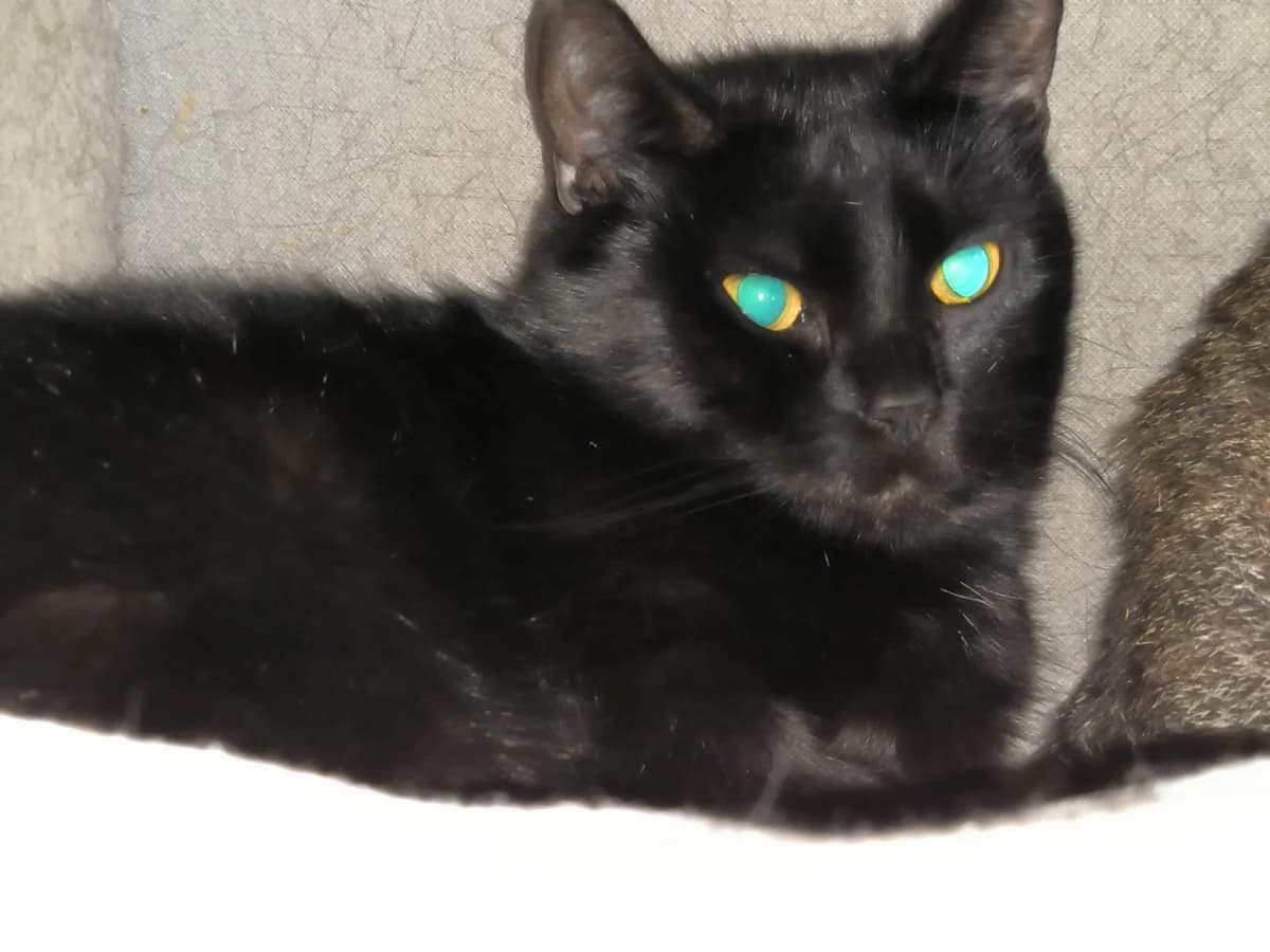 Trude – Sehr scheue Katze sucht ruhiges Zuhause mit Freigang, female puppy Mixed Breed for adoption at Tierheim Flensburg