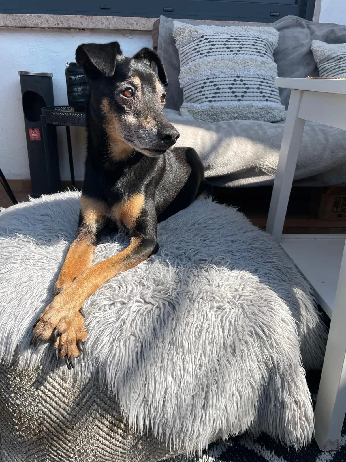 Bambo, senior Mixed Breed for adoption at Tierheim Forchheim, Forchheim