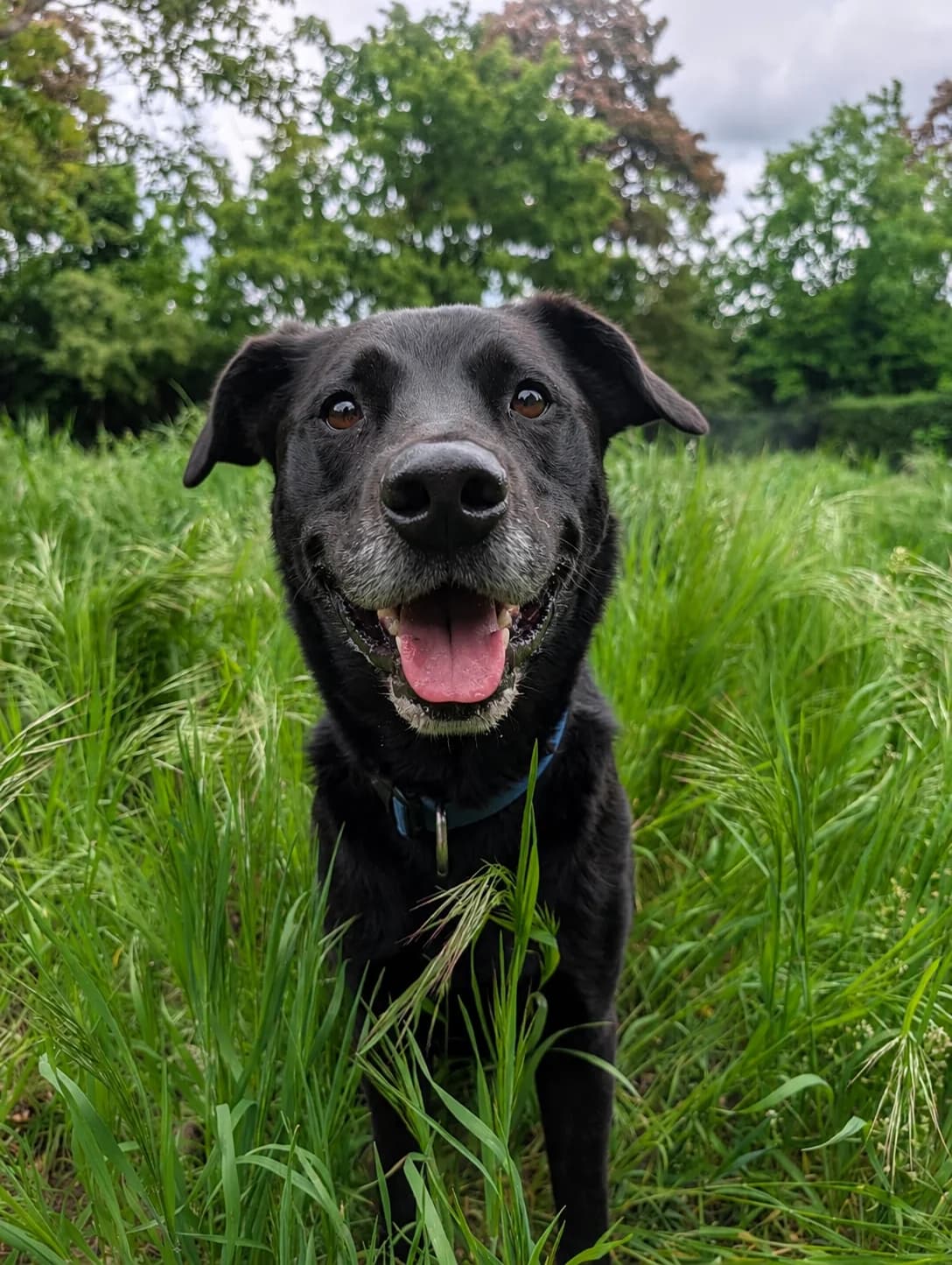 Yoshi, male Mixed Breed for adoption at Tierheim Forchheim, Forchheim