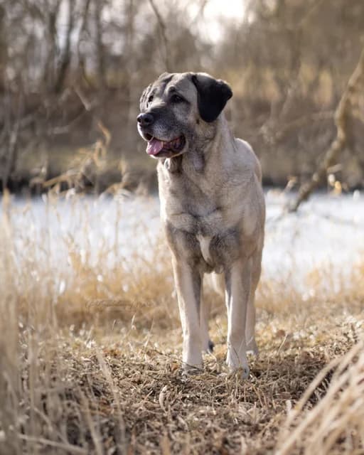 Naz, female senior Mixed Breed for adoption at Tierheim Forchheim, Forchheim