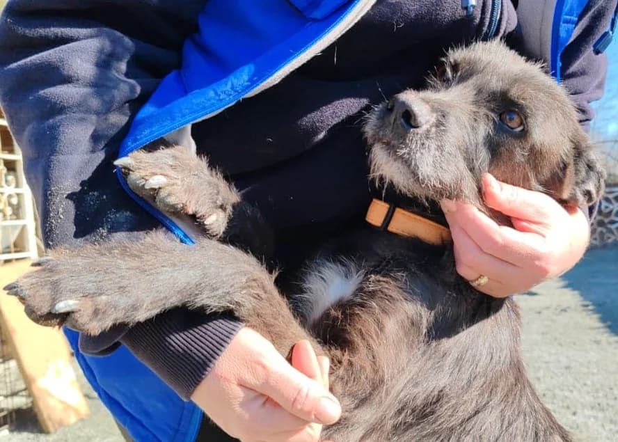 Kara, female 6yo Mixed Breed for adoption at Tierheim Forchheim, Forchheim