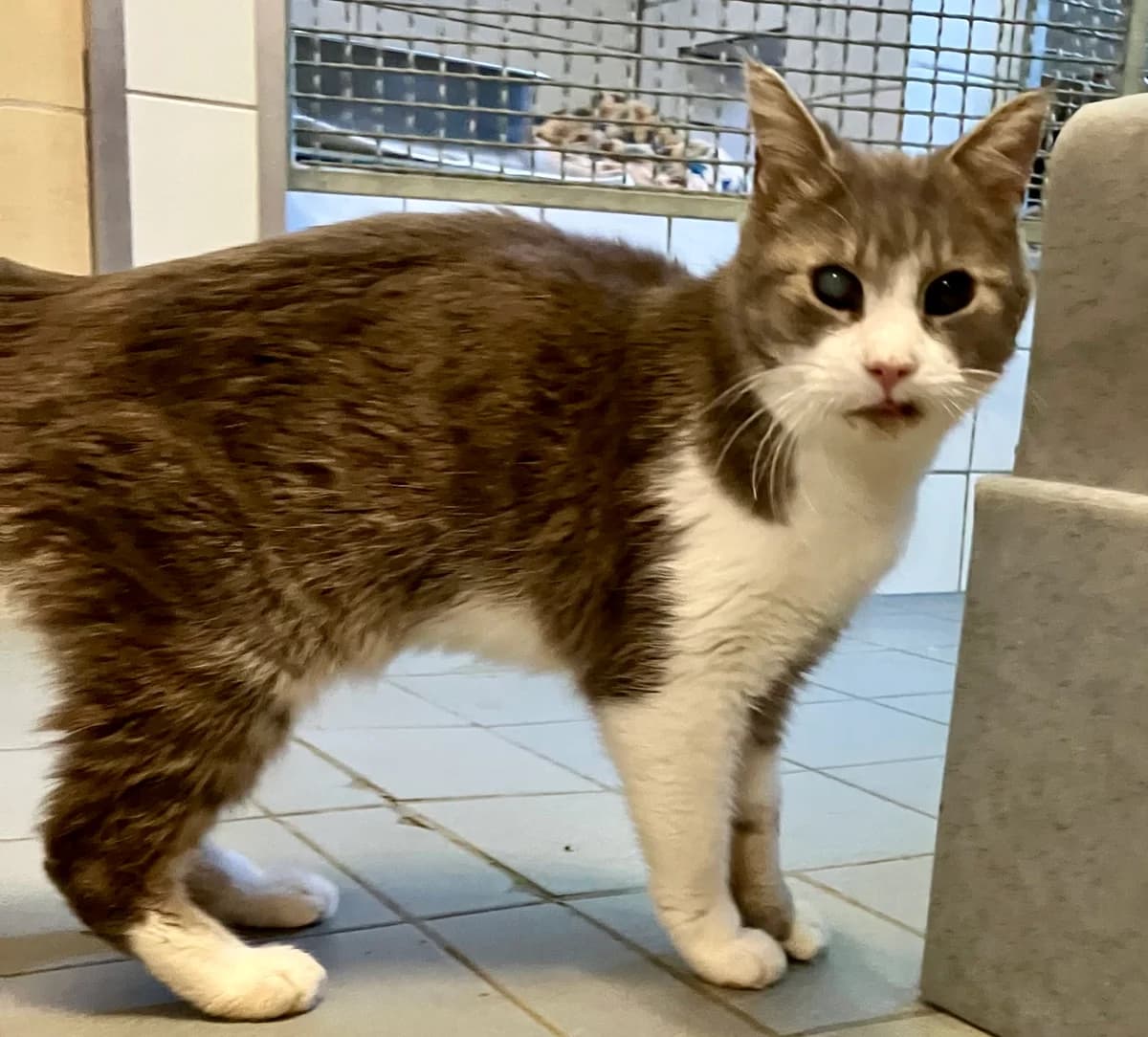 Gandalf, Mixed Breed for adoption at Tierheim Forchheim, Forchheim
