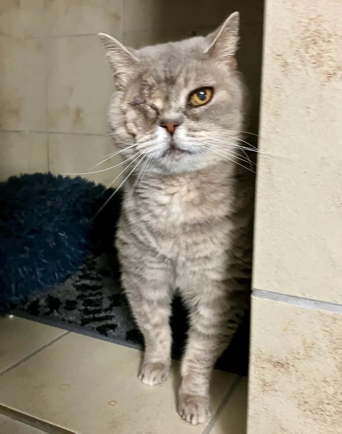 Eggy, Mixed Breed for adoption at Tierheim Forchheim, Forchheim
