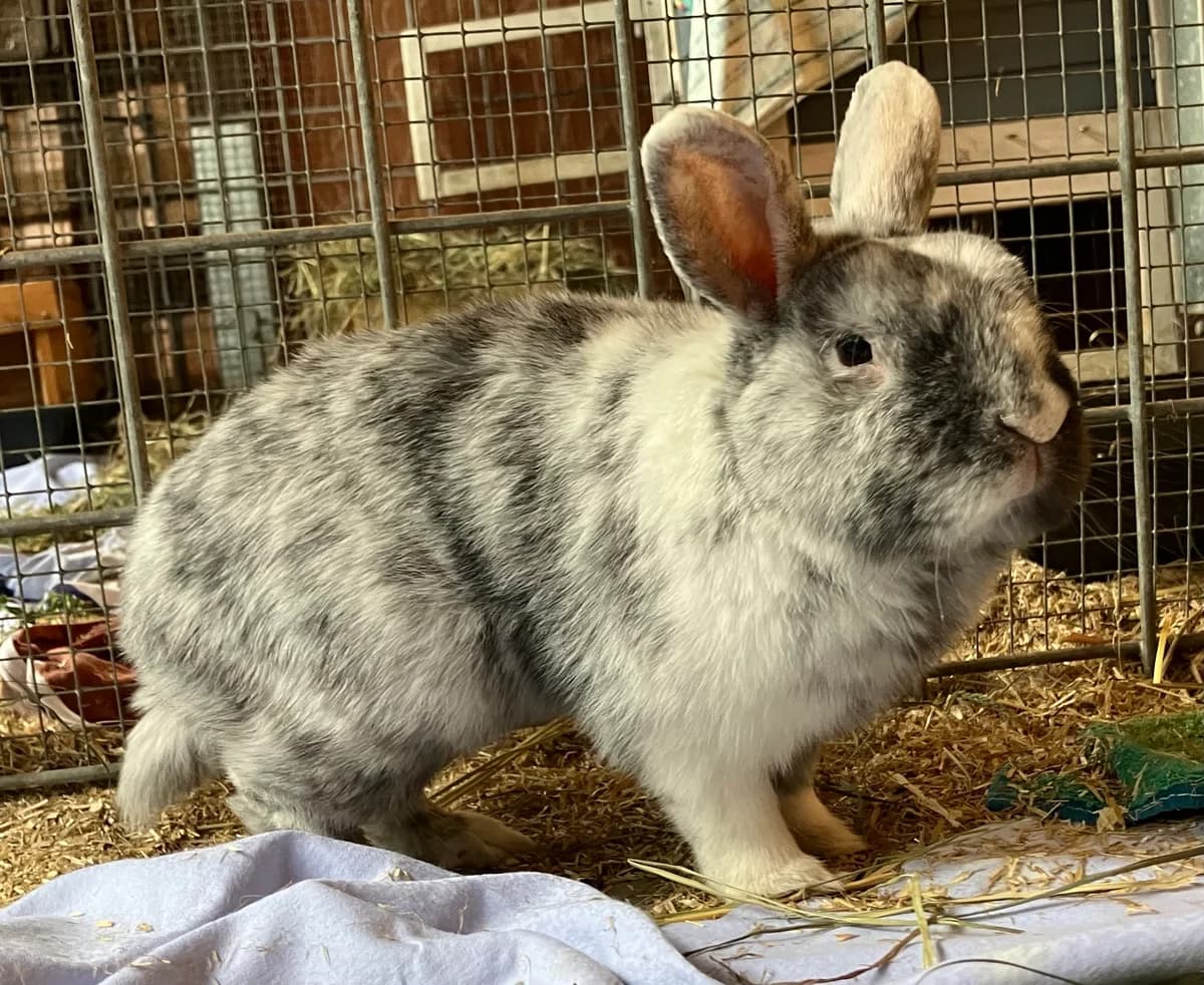 Bugs, male Mixed Breed for adoption at Tierheim Forchheim, Forchheim