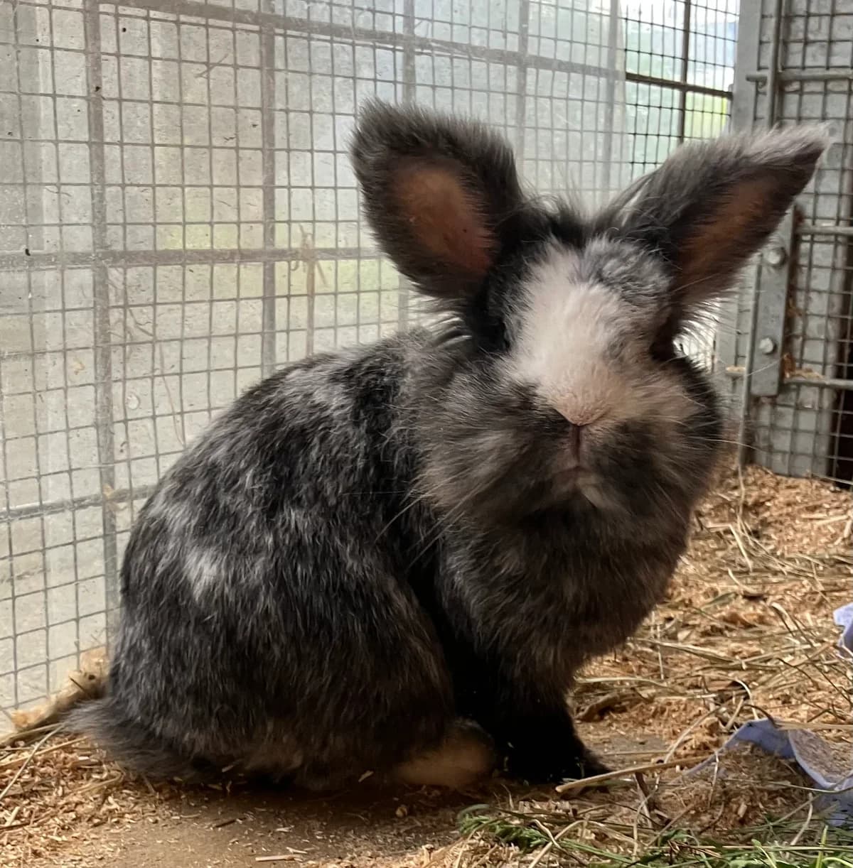 Bunny, male mixed breed for adoption at Tierheim Forchheim, Forchheim