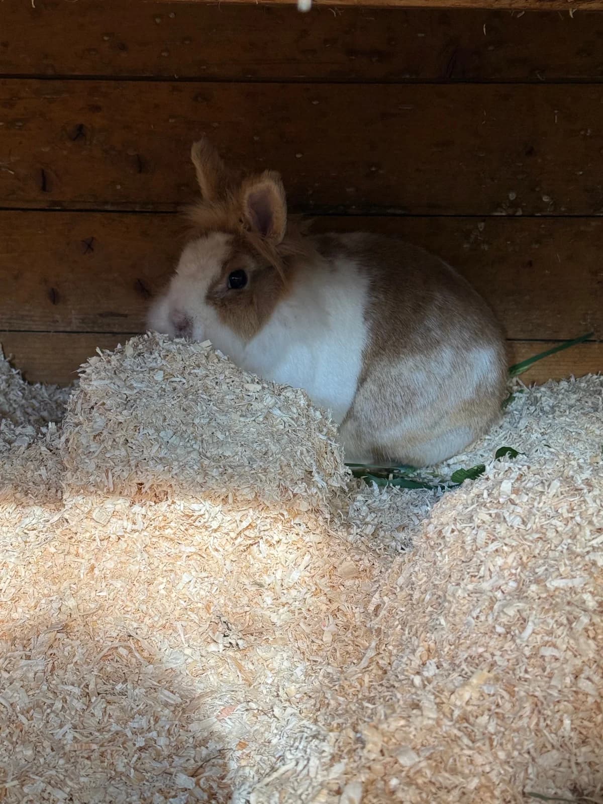 Flecki, female senior Mixed Breed for adoption at Tierheim Forchheim, Forchheim