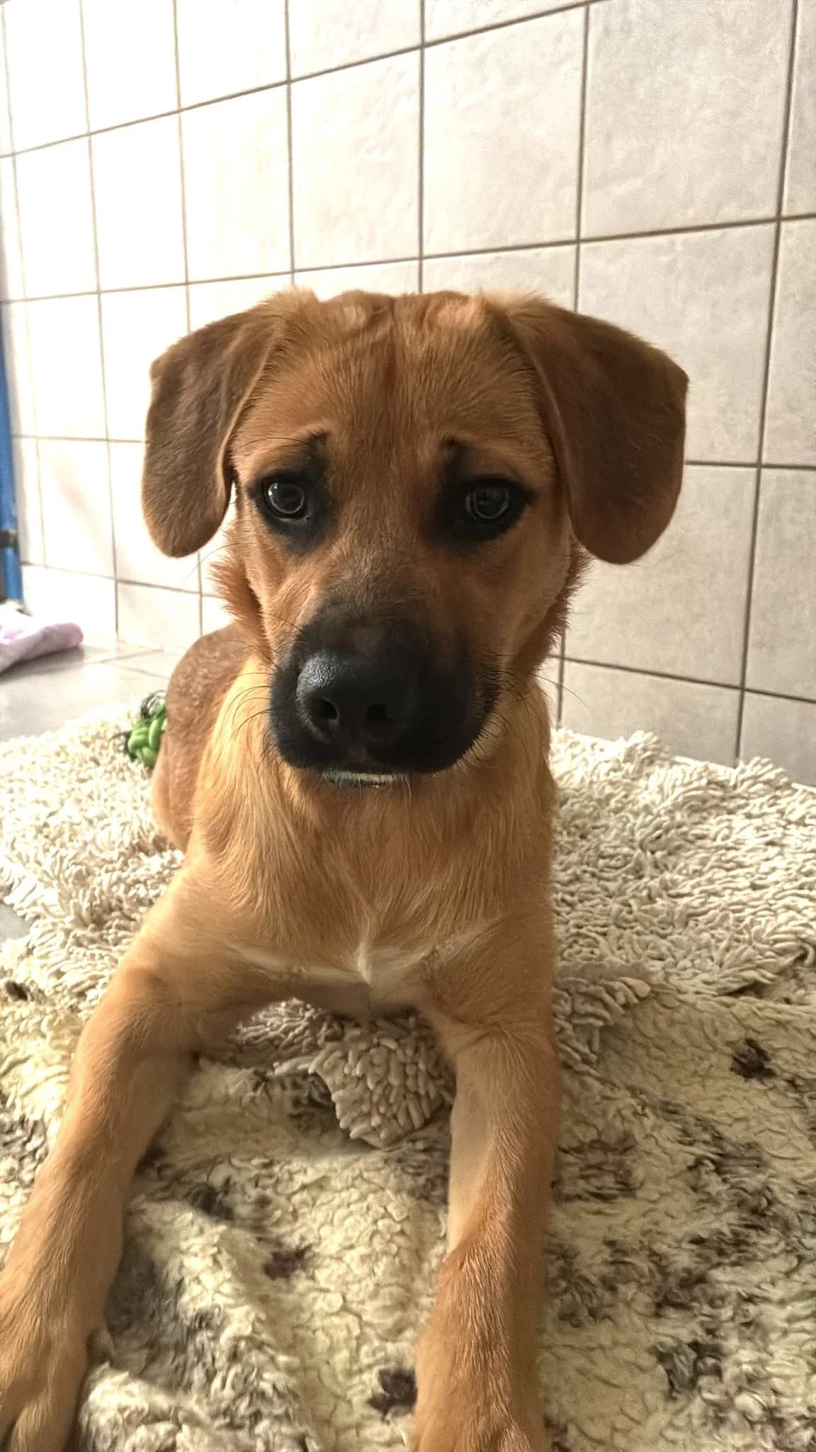 Billy, male Mixed Breed for adoption at Tierheim Forchheim, Forchheim