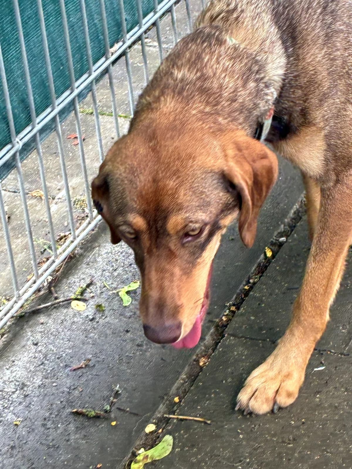 Tilda, female Mixed Breed for adoption at Tierheim Forchheim, Forchheim