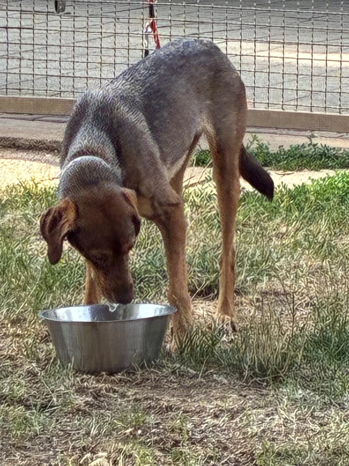 Tilda, male Mixed Breed for adoption at Tierheim Forchheim, Forchheim