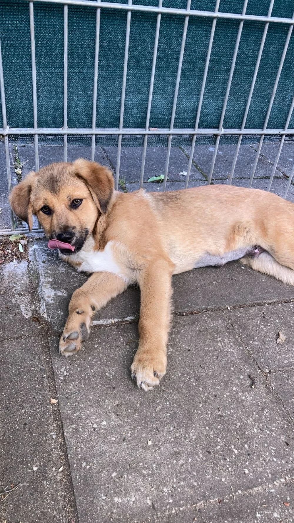Barney, male Mixed Breed for adoption at Tierheim Forchheim, Forchheim