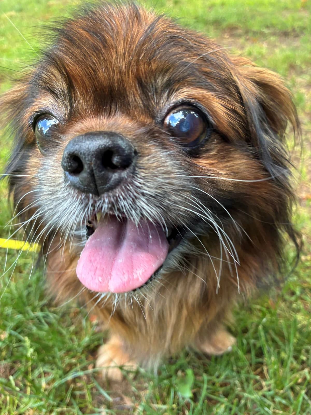 Chico, male senior Mixed Breed for adoption at Tierheim Forchheim, Forchheim