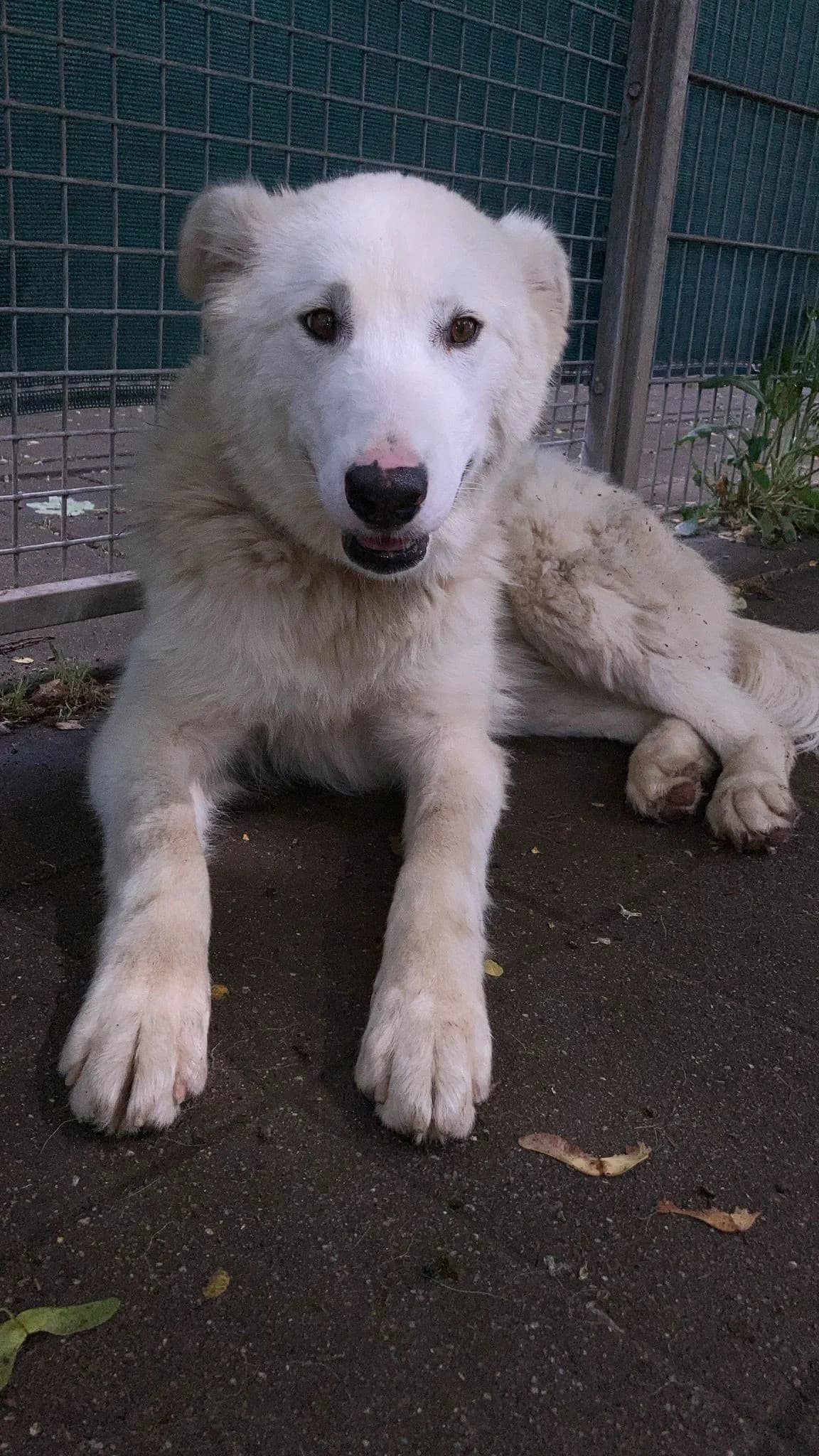 Snow, female Mixed Breed for adoption at Tierheim Forchheim, Forchheim
