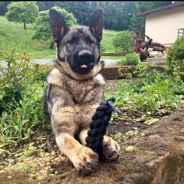 Rudi - 1 Jahr, Mixed Breed for adoption at Tierheim Forchheim, Forchheim