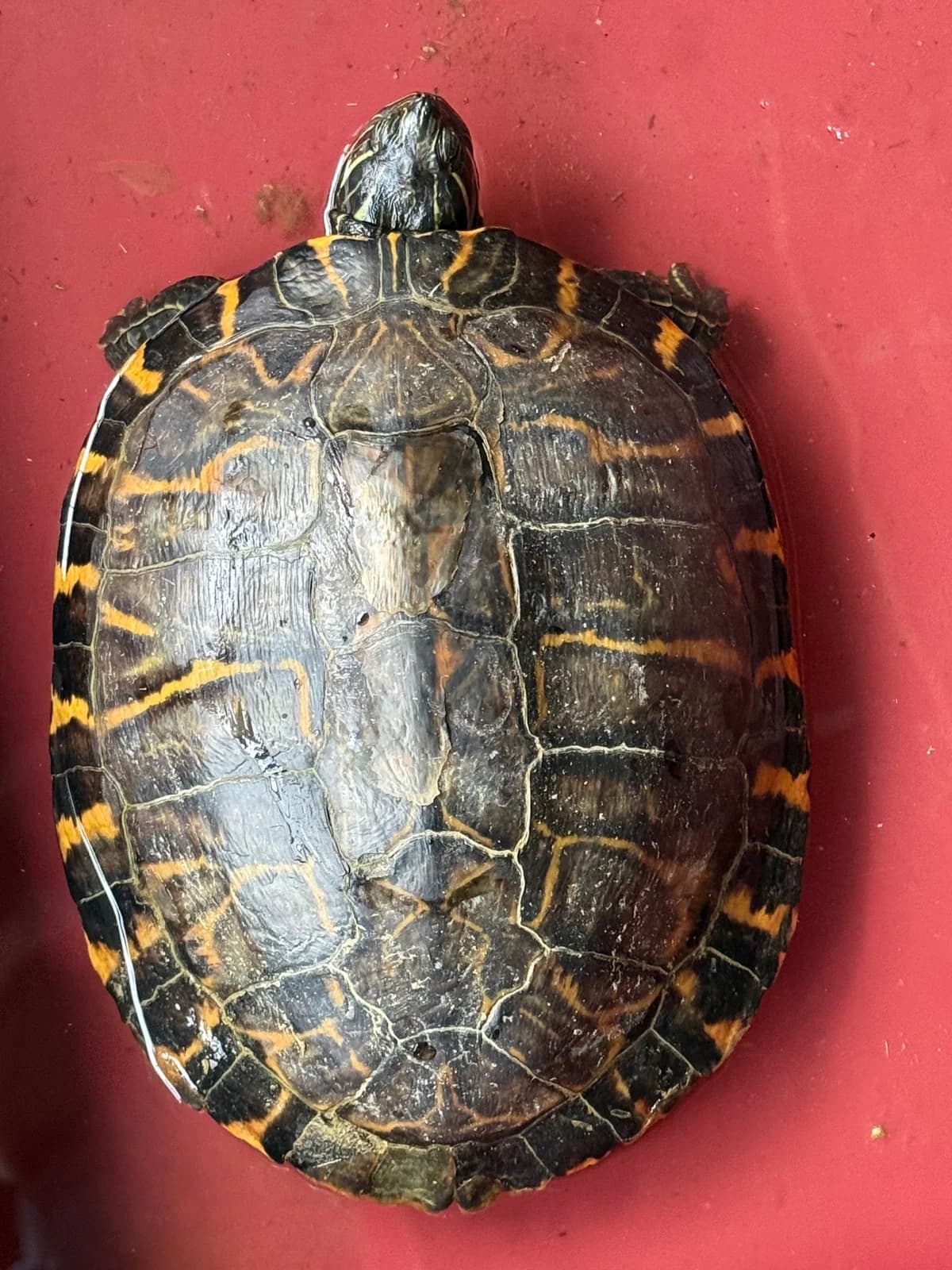 Gelbwangen schmuckschildkröte, Mixed Breed for adoption at Tierheim Forchheim, Forchheim