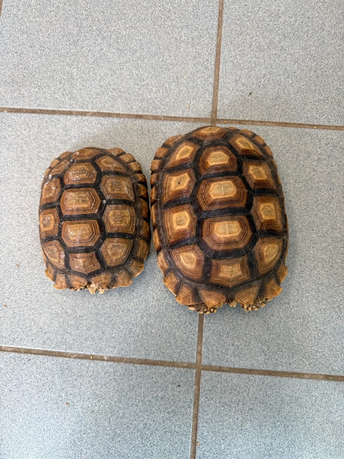 zwei Spornschildkröten, Mixed Breed for adoption at Tierheim Forchheim, Forchheim